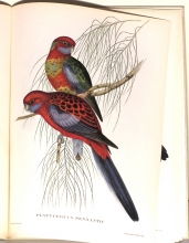 Exotische Vogel 07/24